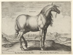Horse from Greece (Achivus) (series title: Horse Breeds from the Royal Stables of Don Juan of Austria) by Hieronymus Wierix