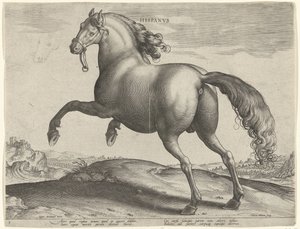Horse from Spain (Hispanus Alter)