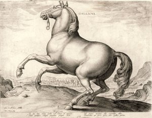 Gallicus from the Series Horses from the Stable of Don Juan of Austria