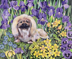 Peke in the Flower Bed