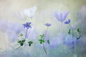 Dreamy Blue Anemones by Hilda van der Lee