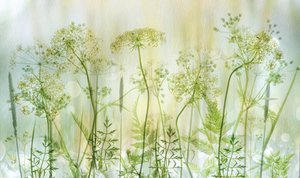 Soft Green Wildflowers by Hilda van der Lee
