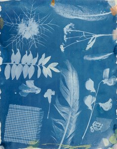 Plant Specimens by Bayard, c.1842 by Hippolyte Bayard