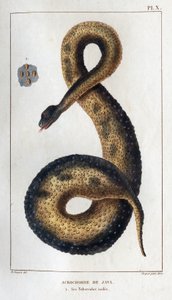 Java Acrochord. Its Insulated Tubers. Fauna of Doctors or History of Animals and Their Products by Hippolyte Cloquet - Volume 6 - 1825 by Hippolyte Cloquet