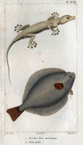 The Gecko of Houses and Limand, from Fauna of Physics or History of Animals and Their Products by Hippolyte Cloquet
