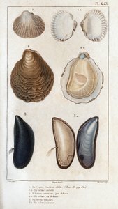 The Hull, the Common Oyster, the Vulgar Mold by Hippolyte Cloquet