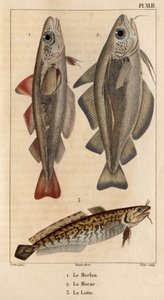 The Whiting, the Cod and the Burbot. Fauna of Doctors or History of Animals and Their Products by Hippolyte Cloquet - Volume 6 - 1825 by Hippolyte Cloquet