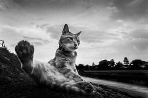 Curious Cat Paw Stretch by Hiroaki Kuroda