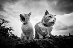 Grumpy Yawning Cats by Hiroaki Kuroda