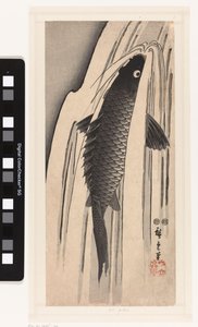 Carp Swimming Upstream Against a Waterfall