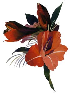 An imaginary flower based on an amaryllis