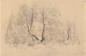 Birch Grove by Hjalmar Munsterhjelm