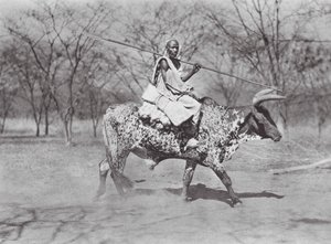 Africa: Aulad Hamid ox-rider