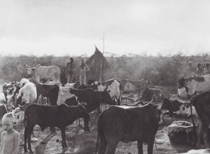 Africa: Cattle kraal on bank of the Bahr el Zeraf