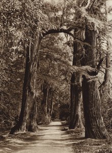 Mexico: Mexico City, Chapultepec Park, Alameda of the Philosophers