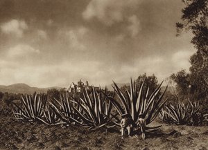 Mexico: Surroundings of Tepepam with Agave Field