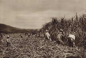 Mexico: Tamasopo, Sugar Cane Harvest