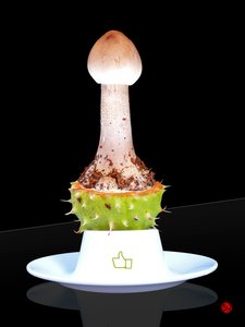 Like by Hugo Nefe