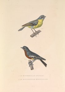 The Australian Flycatcher and the Flycatcher Multicolor by Hyacinthe Yves Philippe (1781 1846) Potentien