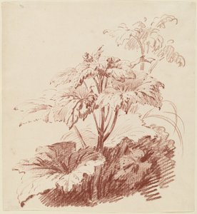 Flowering Plant with Buds
