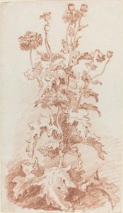 Poppies with Seed Pods