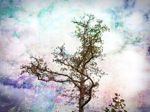 Colorful Tree Dream