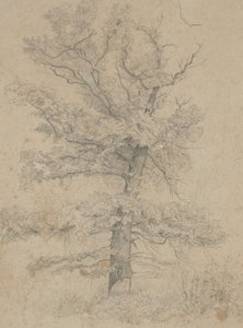 American Fir by Ida Weisselberg Hadra