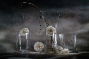 Dandelion Trap by Igor Kopcev