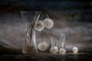 Fading Dandelion Seeds by Igor Kopcev