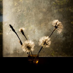 Dandelions in Window Light by Ileana Bosogea-Tudor