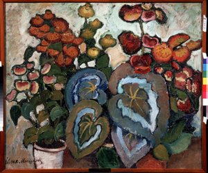 Begonias