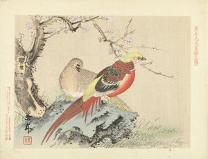 Pair of Pheasants on Rock