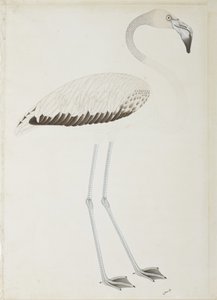 A Flamingo by Indian School