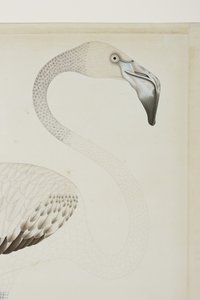 A Flamingo (detail)