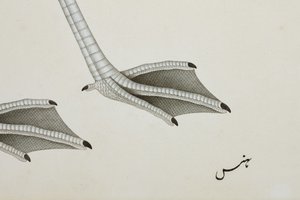A Flamingo (detail) by Indian School