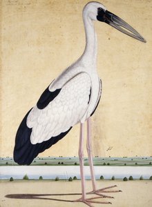 An Open-Beaked Stork