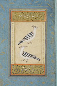 Hoopoes
