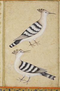 Hoopoes by Indian School