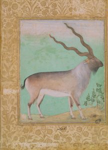 Ibex, Mughal
