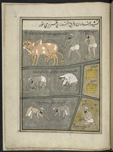Ploughing; digging; transplanting paddy; harvesting by Indian School