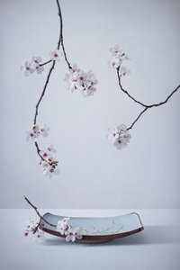 Delicate Sakura Still Life