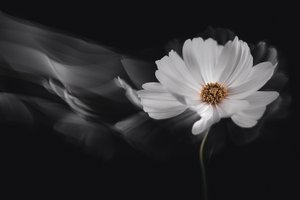 Ethereal White Cosmos