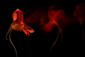 Vibrant Floral Flow