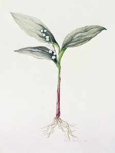 Lily of the Valley