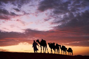 A Cameleer Leads His Camels at Erg Chebbi in the Desert in Merzouga, Morocco, 2019
