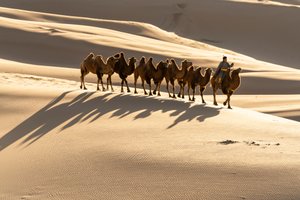 Camelier leads his Bactrian camels at the Khongoryn Els sand dunes in the south Gobi desert