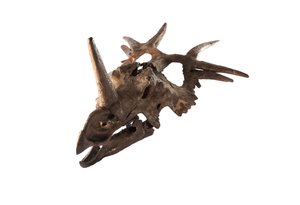 An original Styracosaurus at the Canadian Museum of Nature.