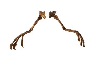 The Mongolian Dinosaur Deinocheirus, with Its Giant Arms and Claws by Ira Block