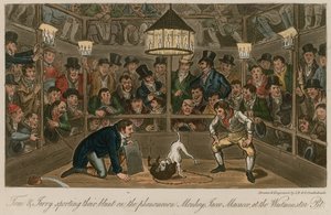 Tom and Jerry Sporting Their Blunt on the Phenomenon Monkey, Jacco Macacco, at the Westminster Pit by Isaac, Robert and George Cruikshank
