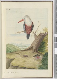 King Fisher. Friendly Islands, 1772-75